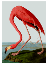 Vintage Flamingo - Art Print